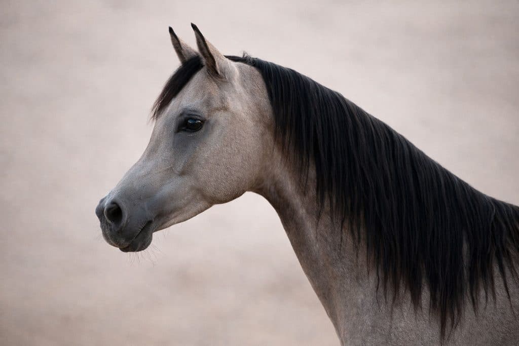 Tête du cheval arabe avec jibbah et sinus frontaux développés favorisant la respiration