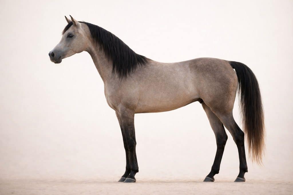 Dos court et rein puissant du cheval arabe adaptés au portage et à l’endurance