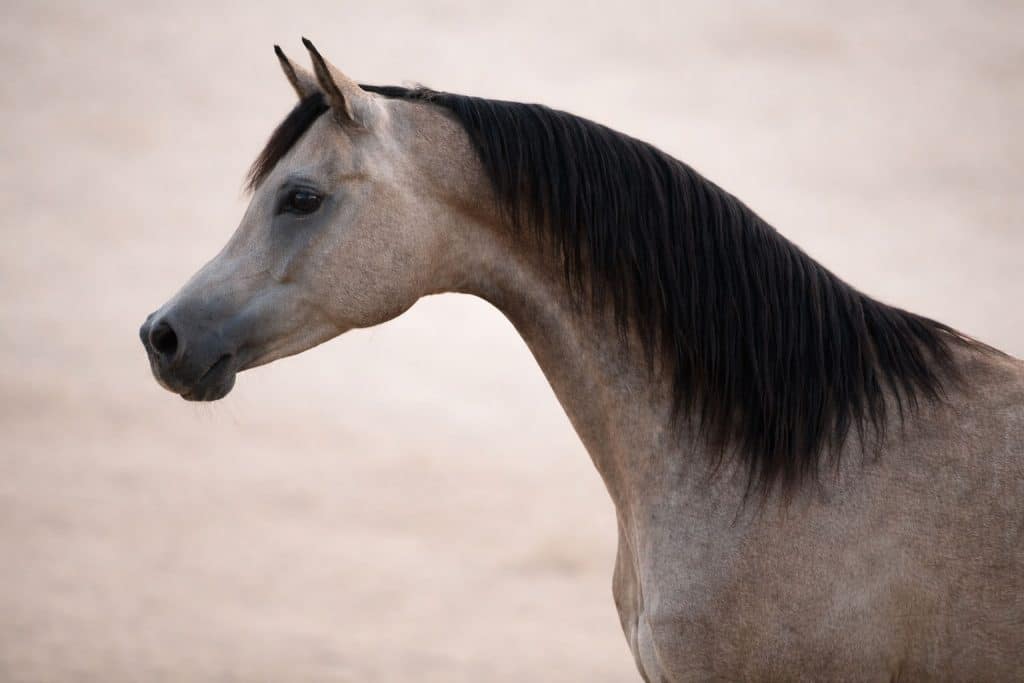 Encolure arquée du cheval arabe avec mitbah ouvert favorisant une respiration optimale