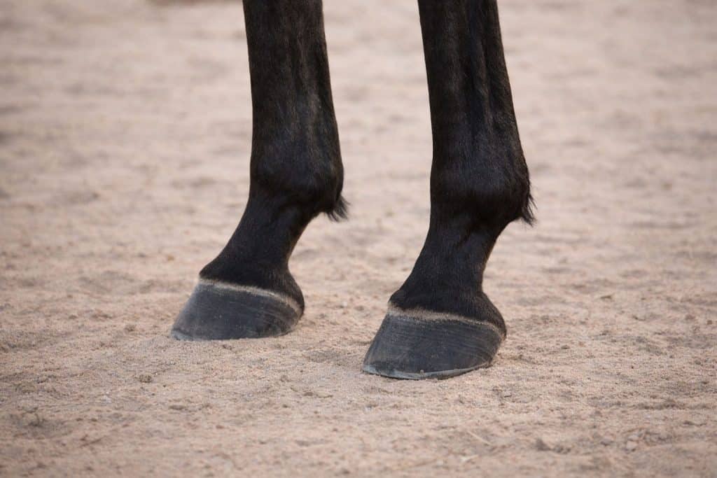 Sabots durs et membres secs du cheval arabe adaptés aux terrains désertiques