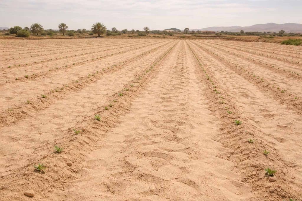 Sol agricole sableux et lessivé incapable de retenir l’eau et les nutriments
