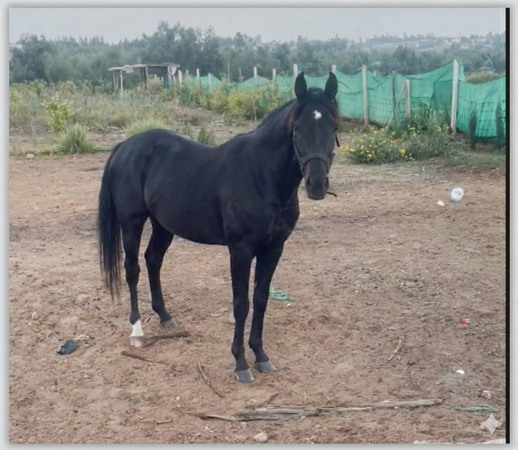 Profil de la tête du cheval arabe avec son chanfrein concave caractéristique