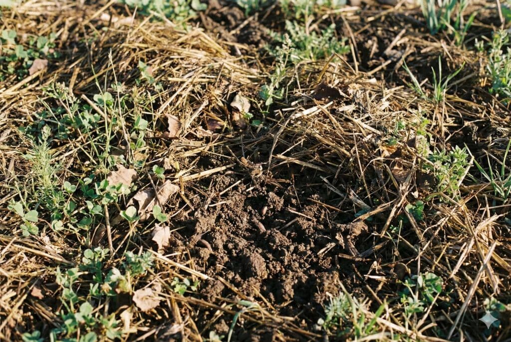 Sol couvert naturellement par paillage et végétation spontanée sans intervention mécanique
