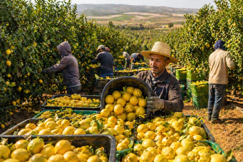 rentabilité citronnier Maroc Gharb Ameur Seflia récolte citron production agrumes
