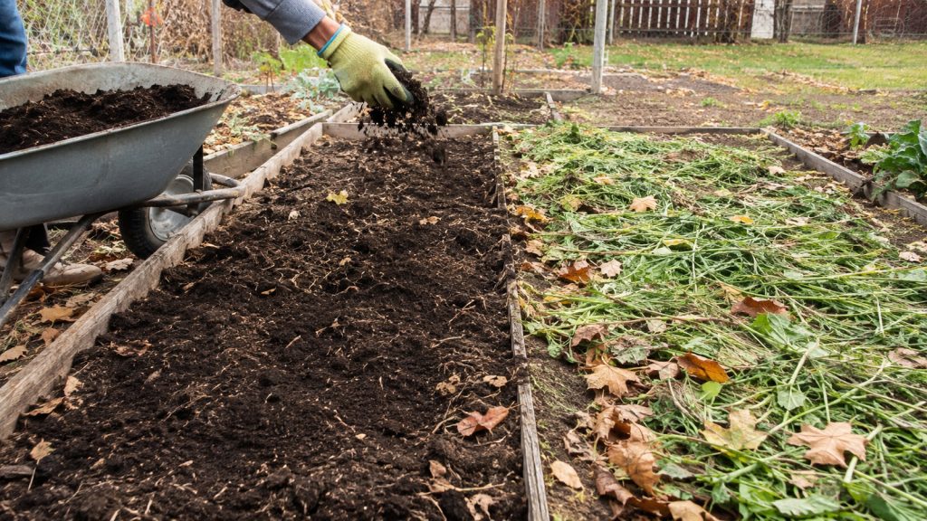 Compost mûr au potager : compost mûr épandu sur une planche libre puis couvert de feuilles