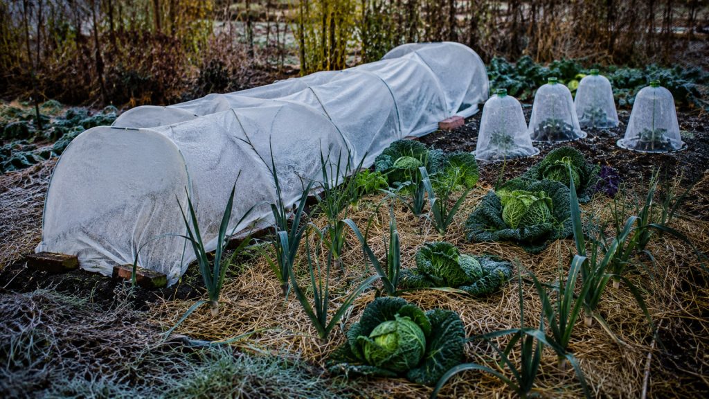 Préparer le potager à l'hiver : Tunnels voiles cloches et paillage installés dans un potager avant l’hiver