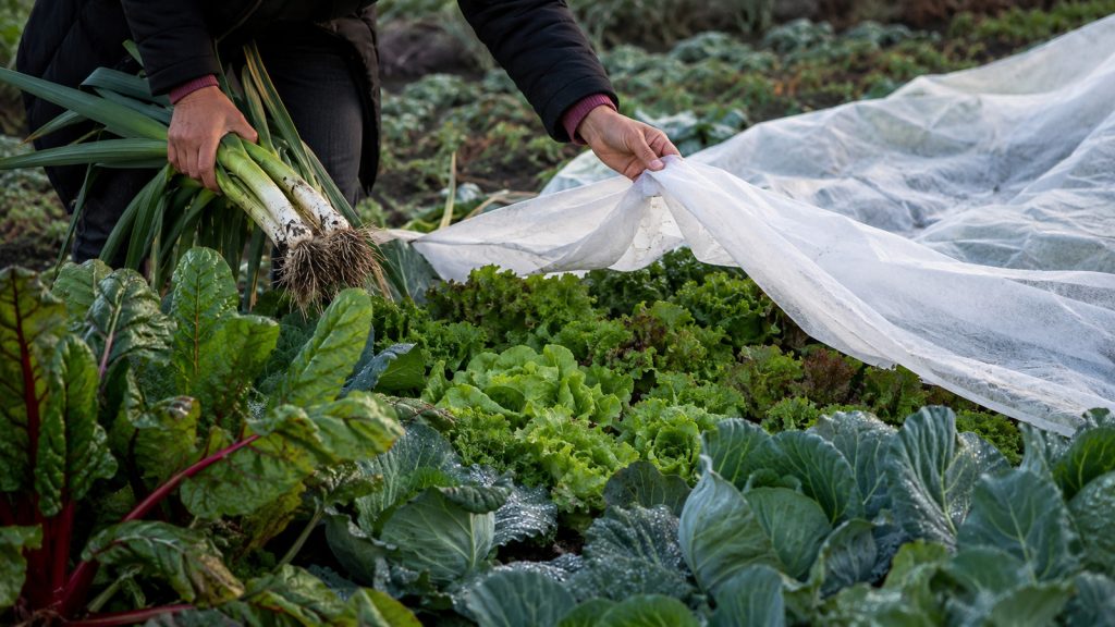 Protéger les légumes du froid : Voile protégeant laitues et choux pendant une récolte de poireaux et blettes